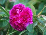 Rose lyonnaise c�l�bre : 'Baron de Bonstetten' - Jean Liabaud (1871)