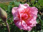 Rose lyonnaise c�l�bre : 'Beaut� Inconstante' - Joseph Pernet-Ducher (1897)