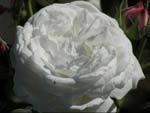 Rose lyonnaise c�l�bre : 'Boule de Neige' - Fran�ois Lacharme (1865)