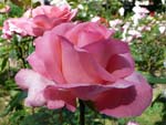 Rose lyonnaise c�l�bre : 'Diane de Poitiers' - Paul Croix (1983)