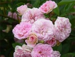 Rose lyonnaise c�l�bre : 'Pink Ghislaine de F�ligonde' - Fabien Ducher (2007)