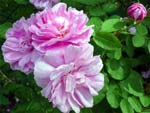 Rose lyonnaise c�l�bre : 'Salet' - Fran�ois Lacharme (1851)