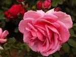 Rose lyonnaise c�l�bre : 'Souvenir de Georges Pernet' - Joseph Pernet-Ducher (1921)