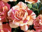 Rose lyonnaise c�l�bre : 'Vanille Fraise' - Philippe et Richard Laperri�re (2008)